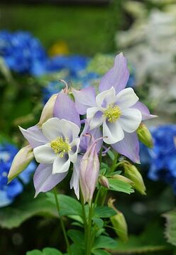 cremation services in Denver, CO